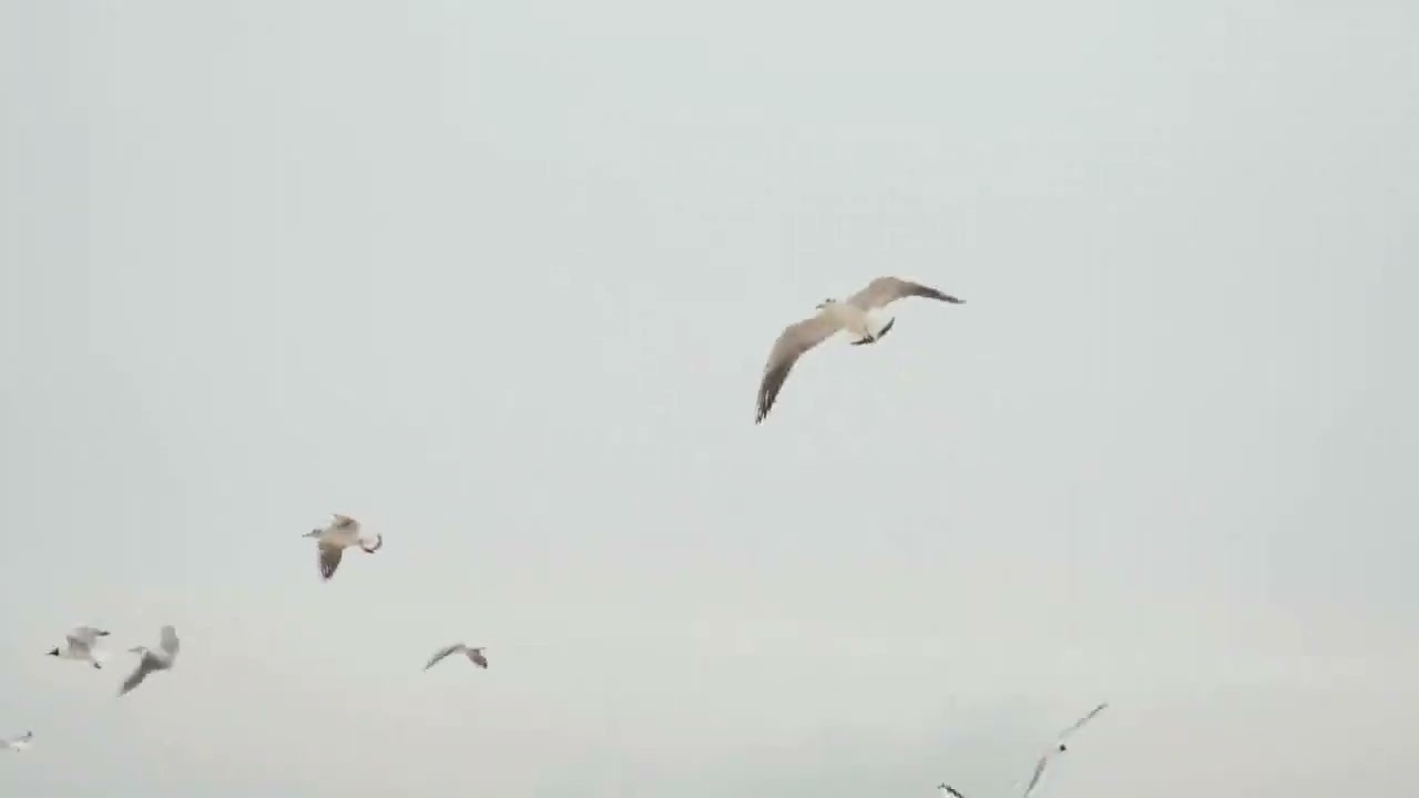 Seagull flying | Flock of Seagulls flying | Nature | Relaxation | Calmness