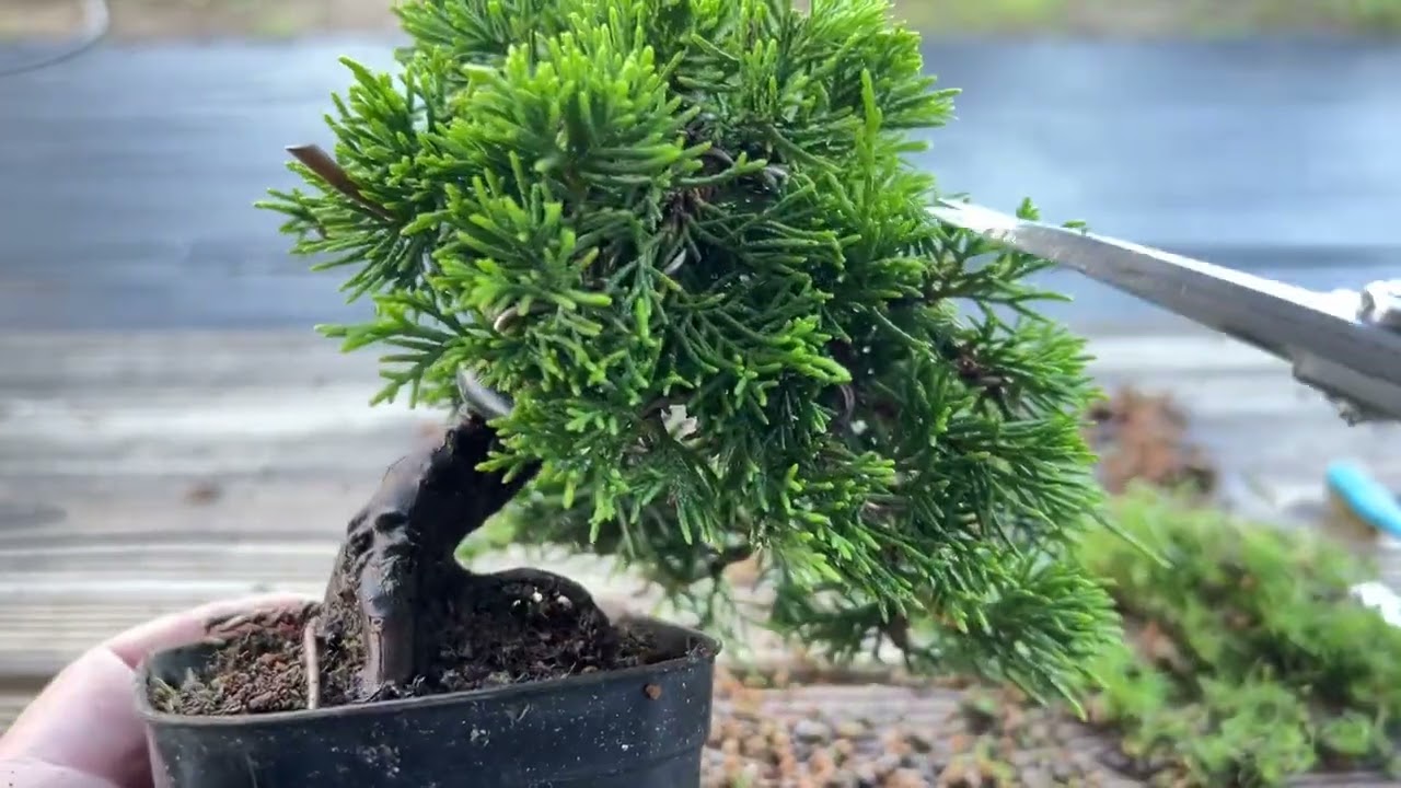 【SNP】このまえ整枝した真柏の手入れ