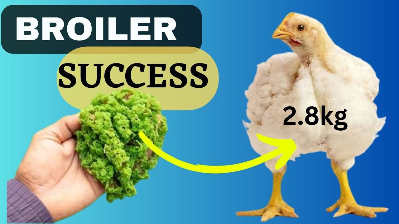 The Power of Azolla in POULTRY |BROILER Farming - Expert Insights by Vet Mwangi