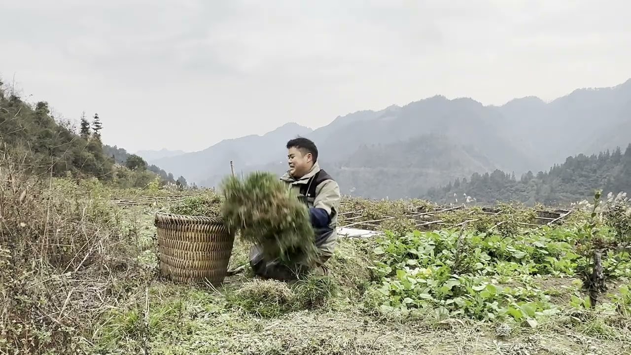 花两三天时间，搞了两斤的野生麦冬，你觉得这个性价比高不高