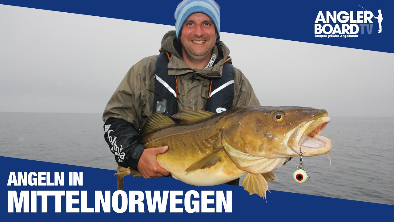 Angeln in Mittelnorwegen | Åfjord: Großdorsch, Heilbutt, Pollack & Rotbarsch fangen | Anglerboard TV