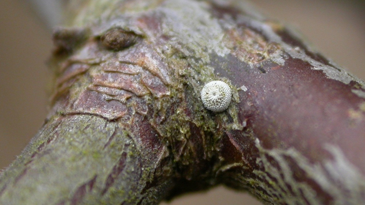 There's something very special about finding a butterfly's egg