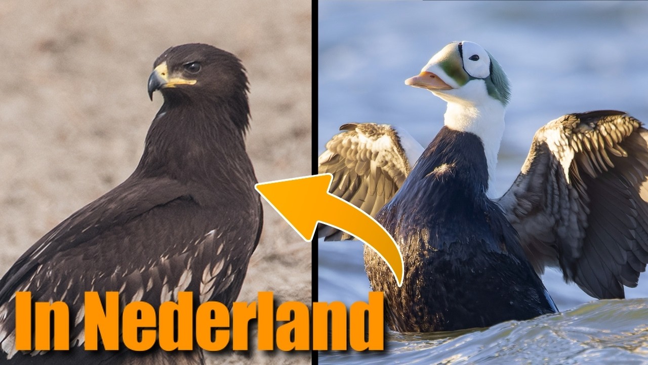 Zeldzaamste Vogels in Nederland | 8 t/m 22 juni 2025 (week 24&25)