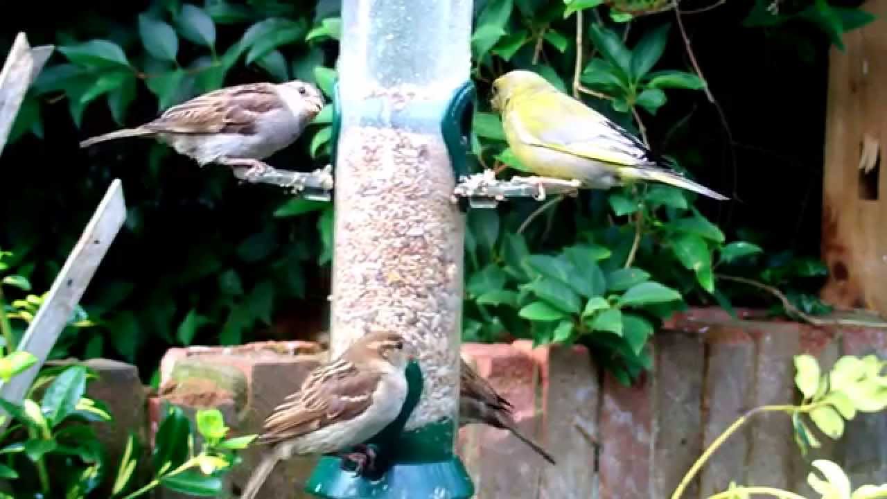 Ark No Mess Feeder Mix Bird Food