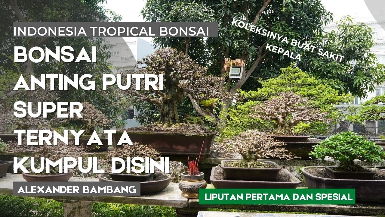 Exclusive! Intip koleksi tersembunyi puluhan bonsai anting putri super milik alexander bambang