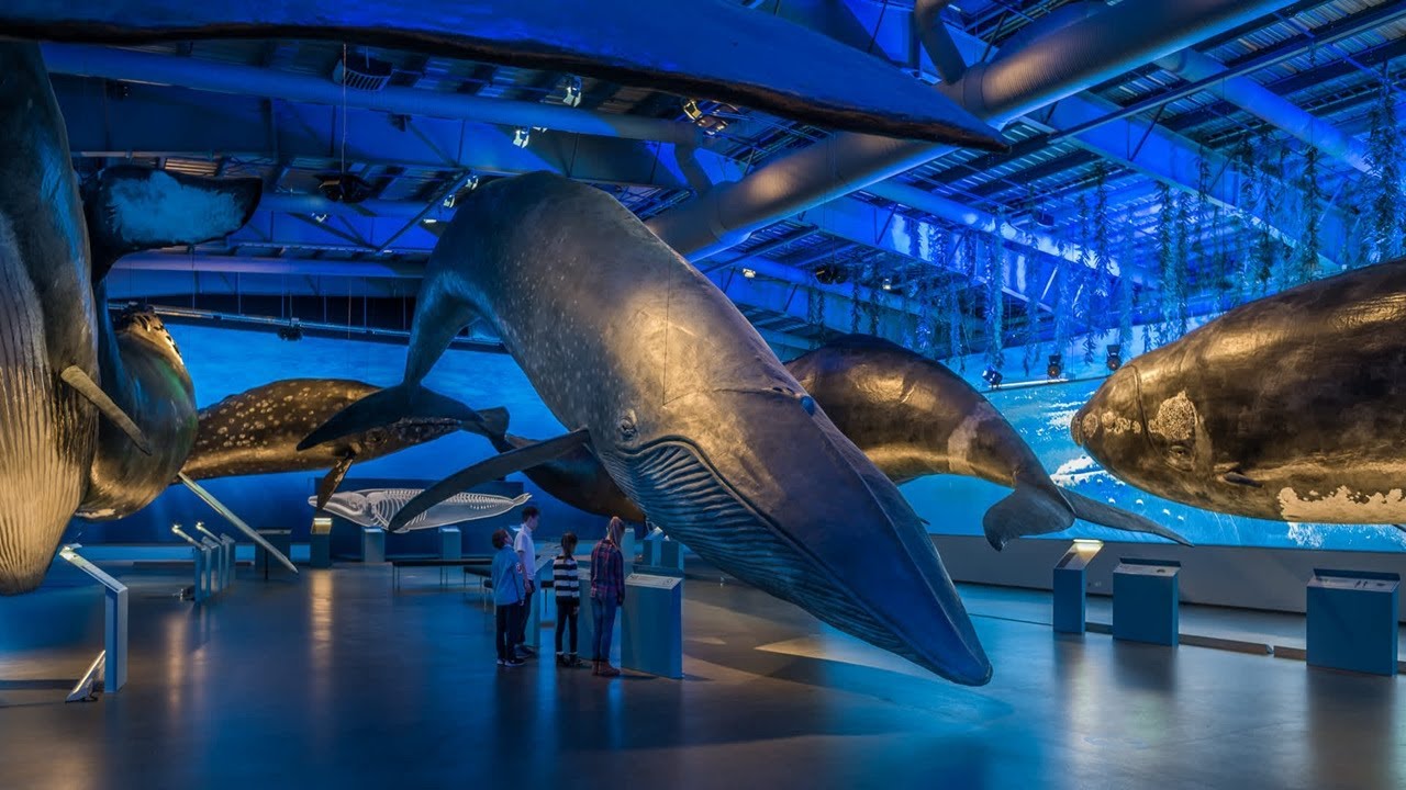 Exploring Whales Of Iceland Museum - 360 Degree - 4k - VR Experience