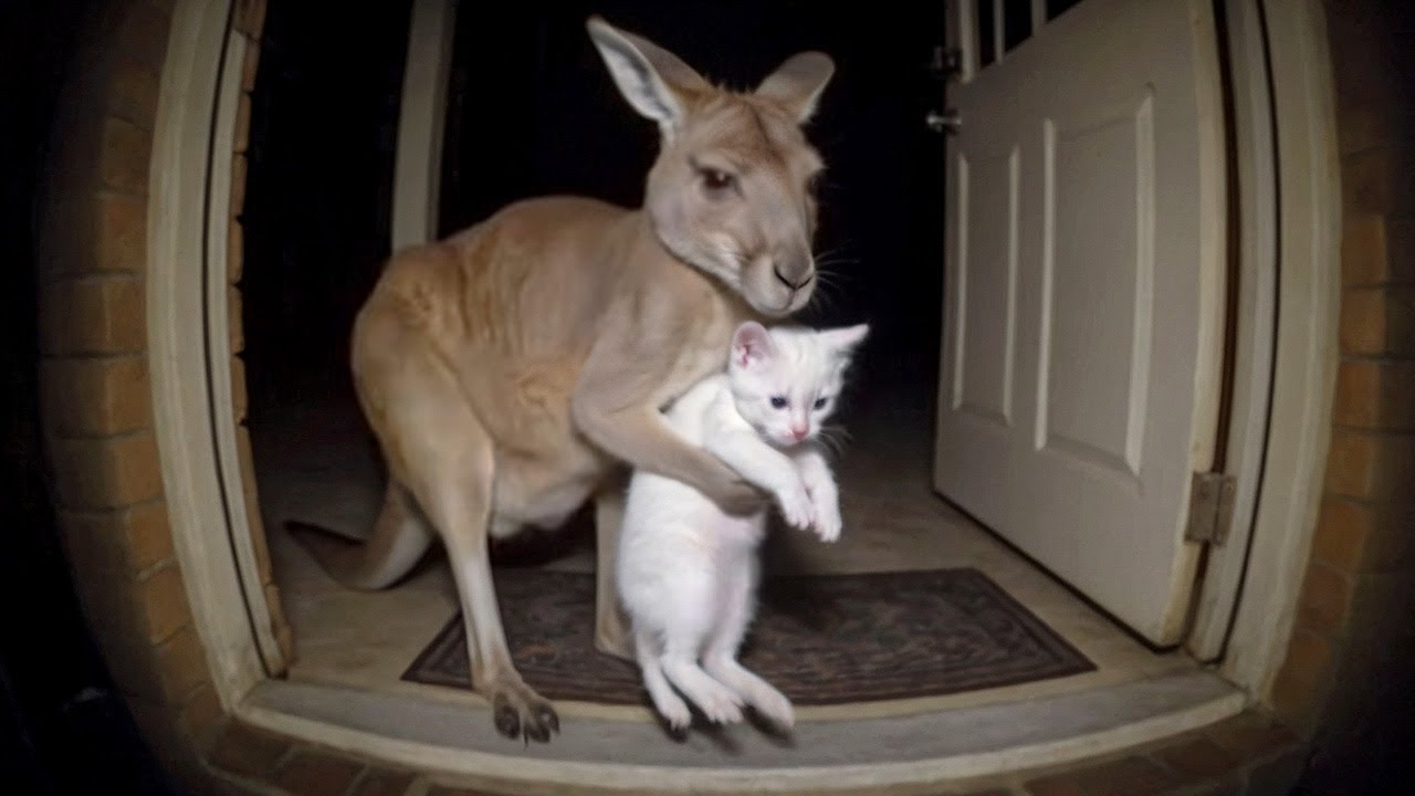 Cats and Animals in Awesome Friendship Mode😺🐾