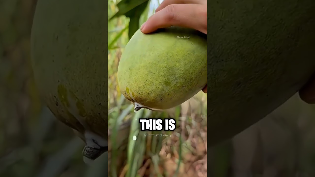 Никогда не допускайте этой ошибки при употреблении сырого манго 😱