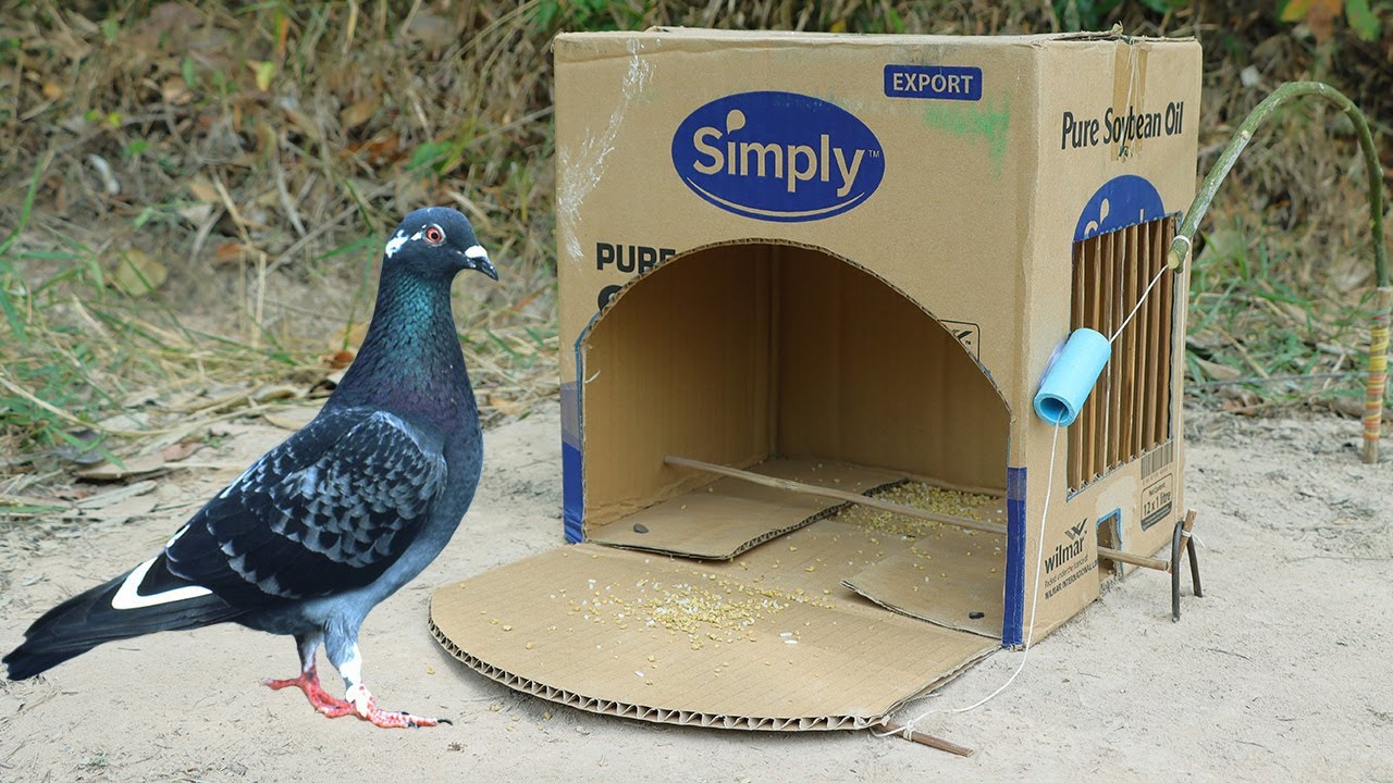 Really Quick Pigeon Trap Make From Cardboard Box - Simple And Easy Bird Trap