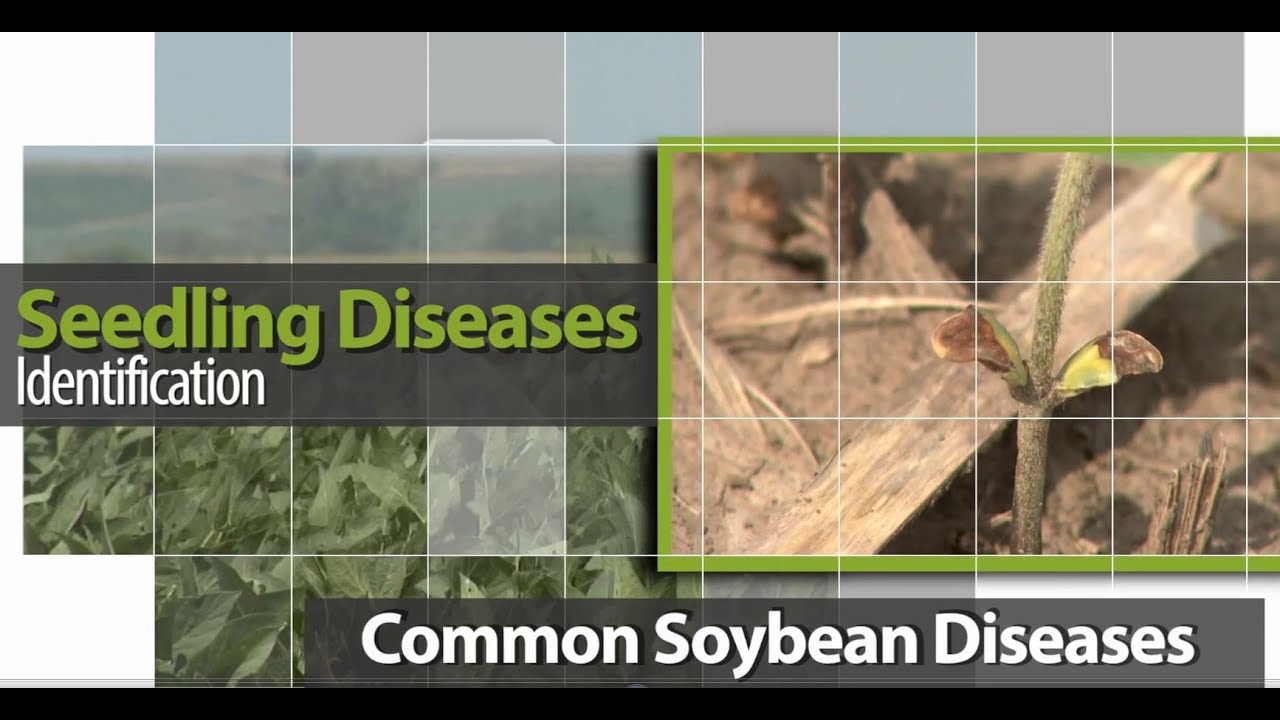Identifying Seedling Diseases in Soybean
