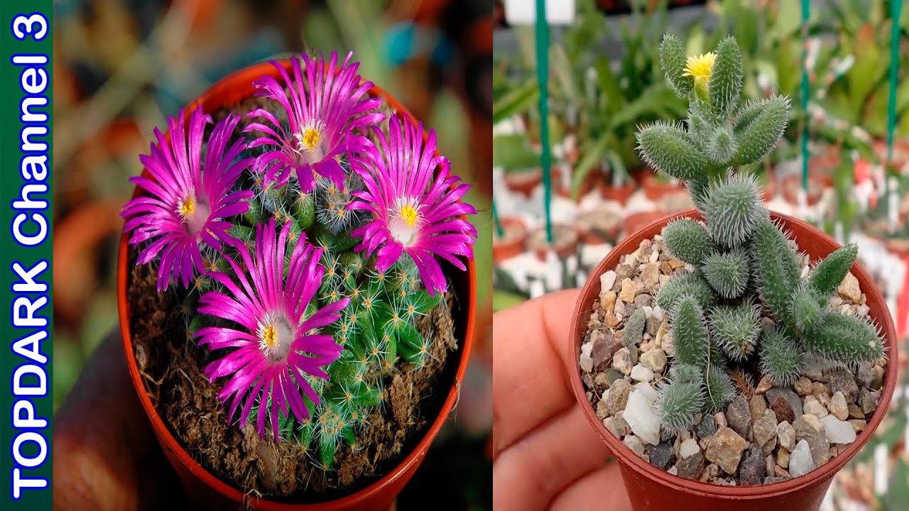 9 Lindas Variedades  de Trichodiadema