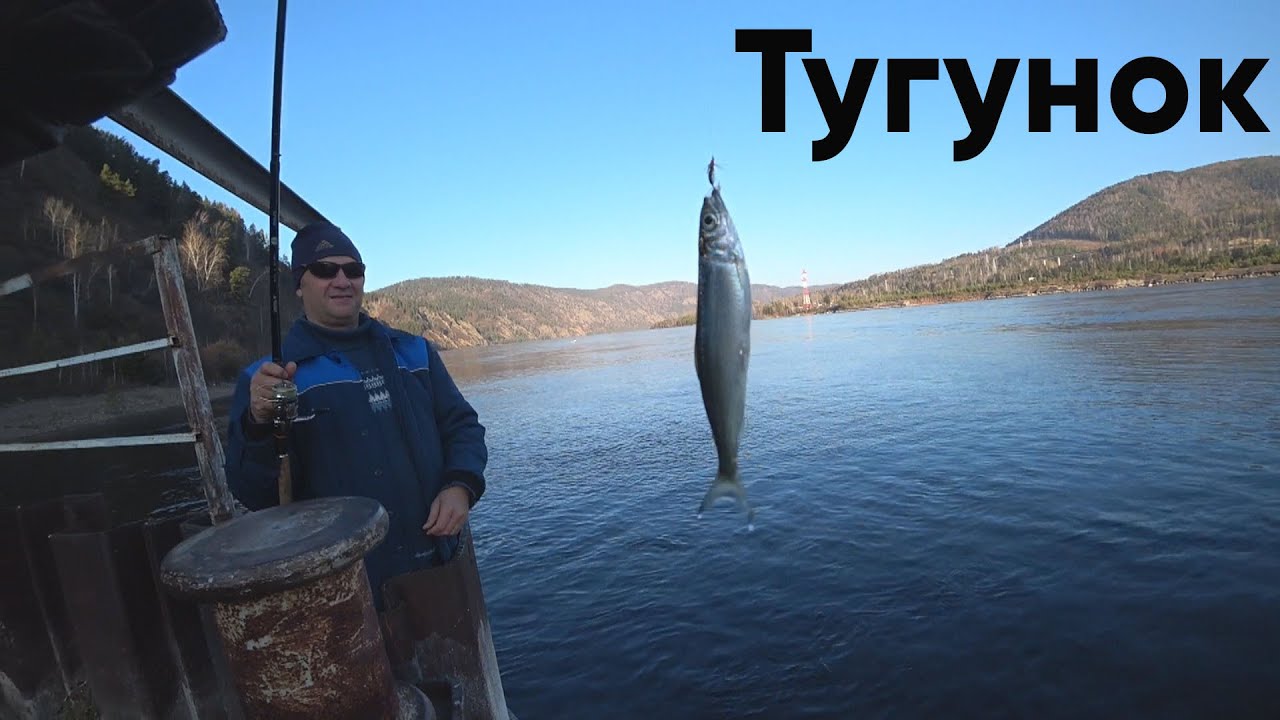 Как ловить Тугунка на Енисее