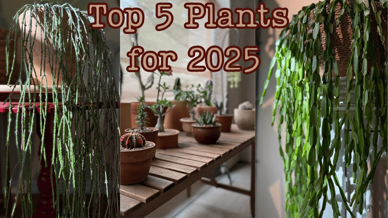Мои любимые коллекционные растения 2025 года 👀