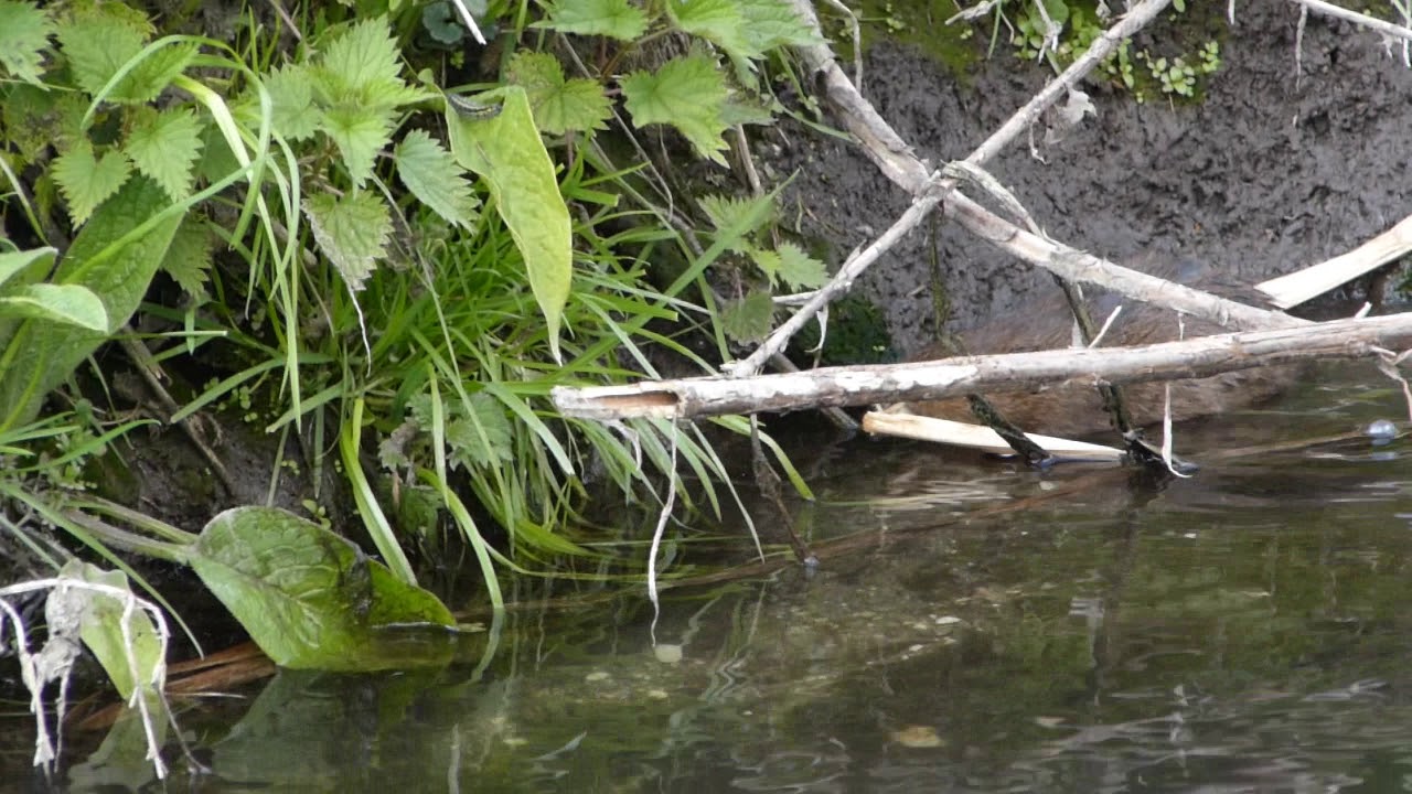 A Water Vole Taking Dry Vegetation Into An Underwater Burrow