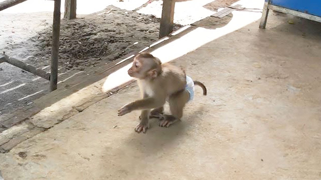 Jason So Hilarious Talking To Baby Cat While Playful Wait Mom Peeling Fish