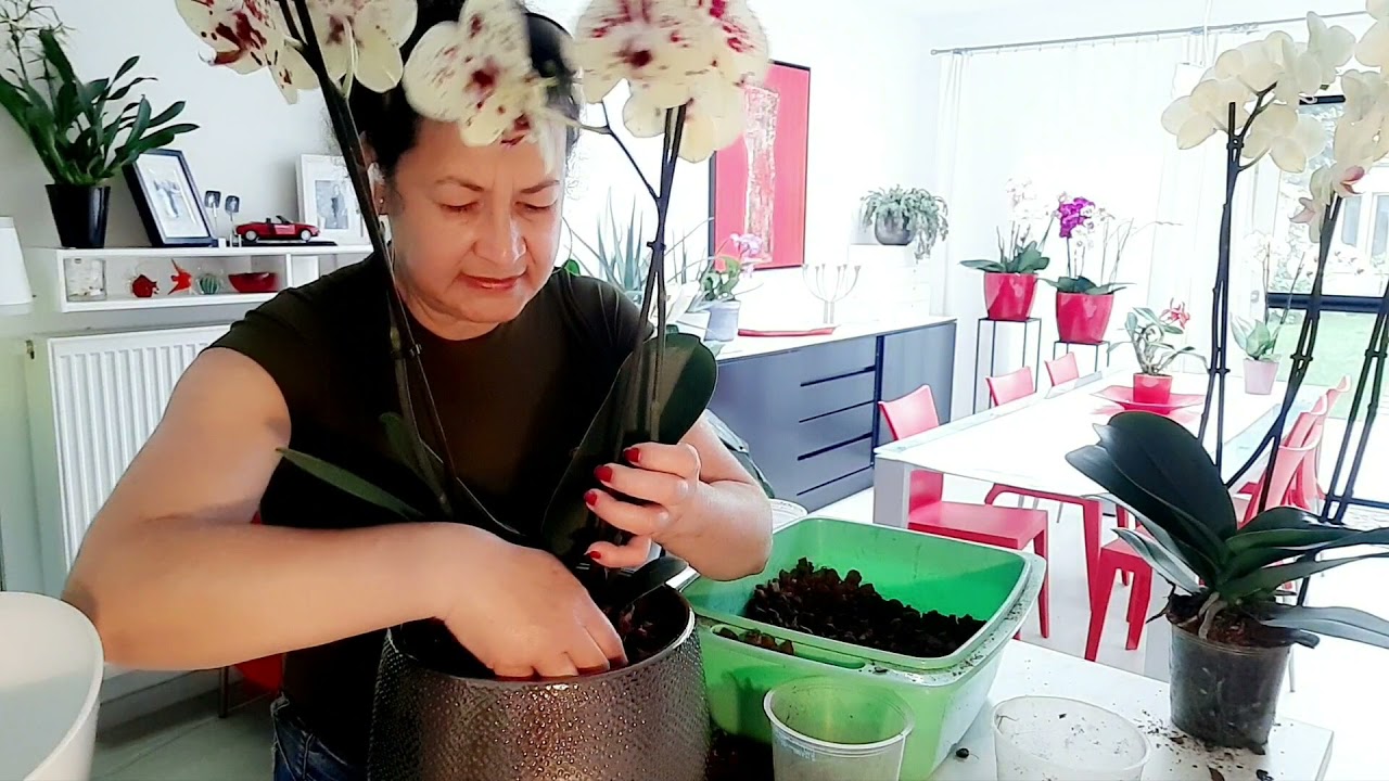 🇫🇷Comment assembler un beau vase avec des orchidées. #orchidées #youtube #fleur #jardin #dendrobium