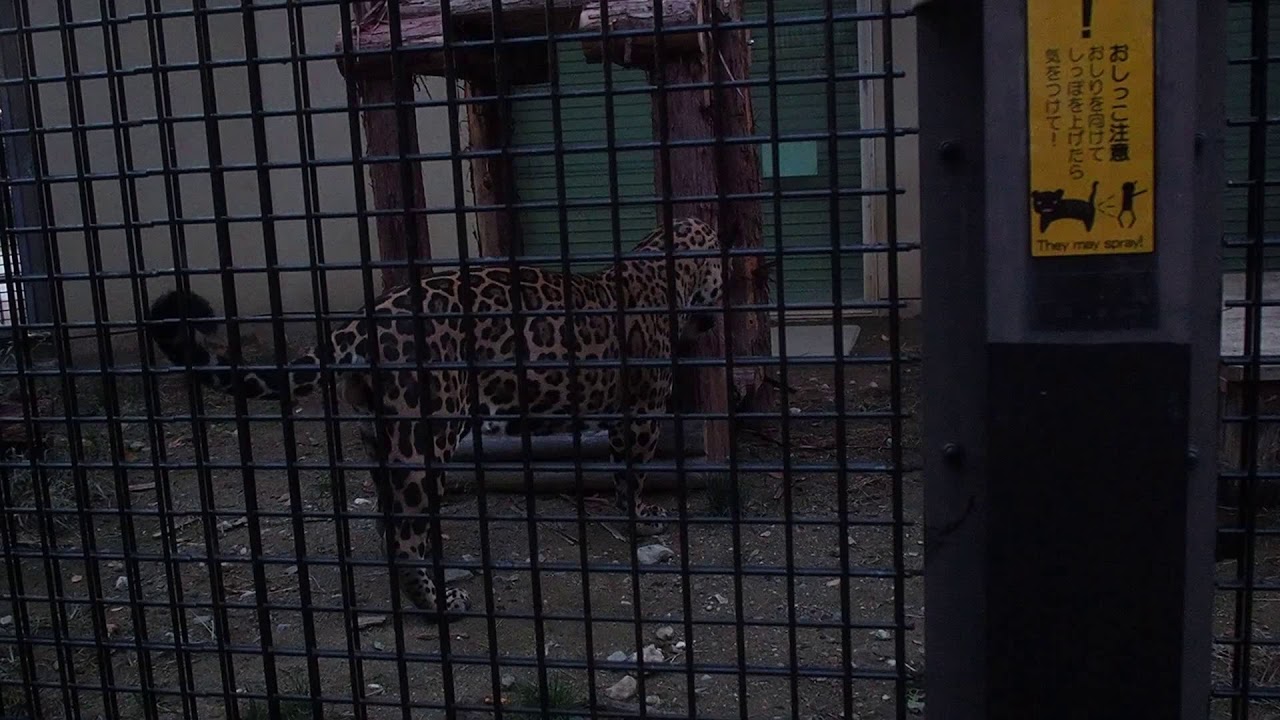 ジャガーの鳴き声20201024