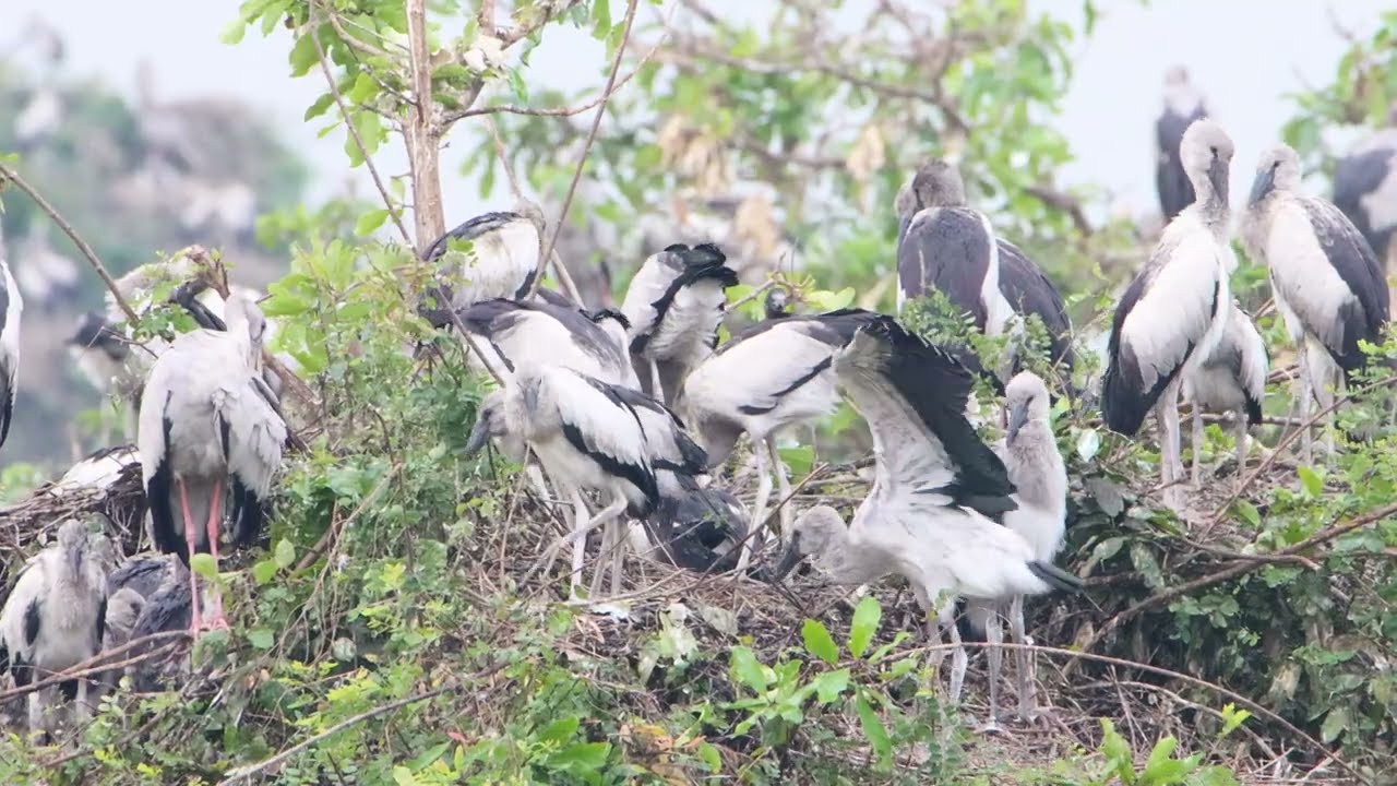EP519 AMAZING 😻PLACE OF AVIAN BIRD CRANE NESTING ON THE TREE FLOODED FOREST RAINFOREST RELAXING FILM