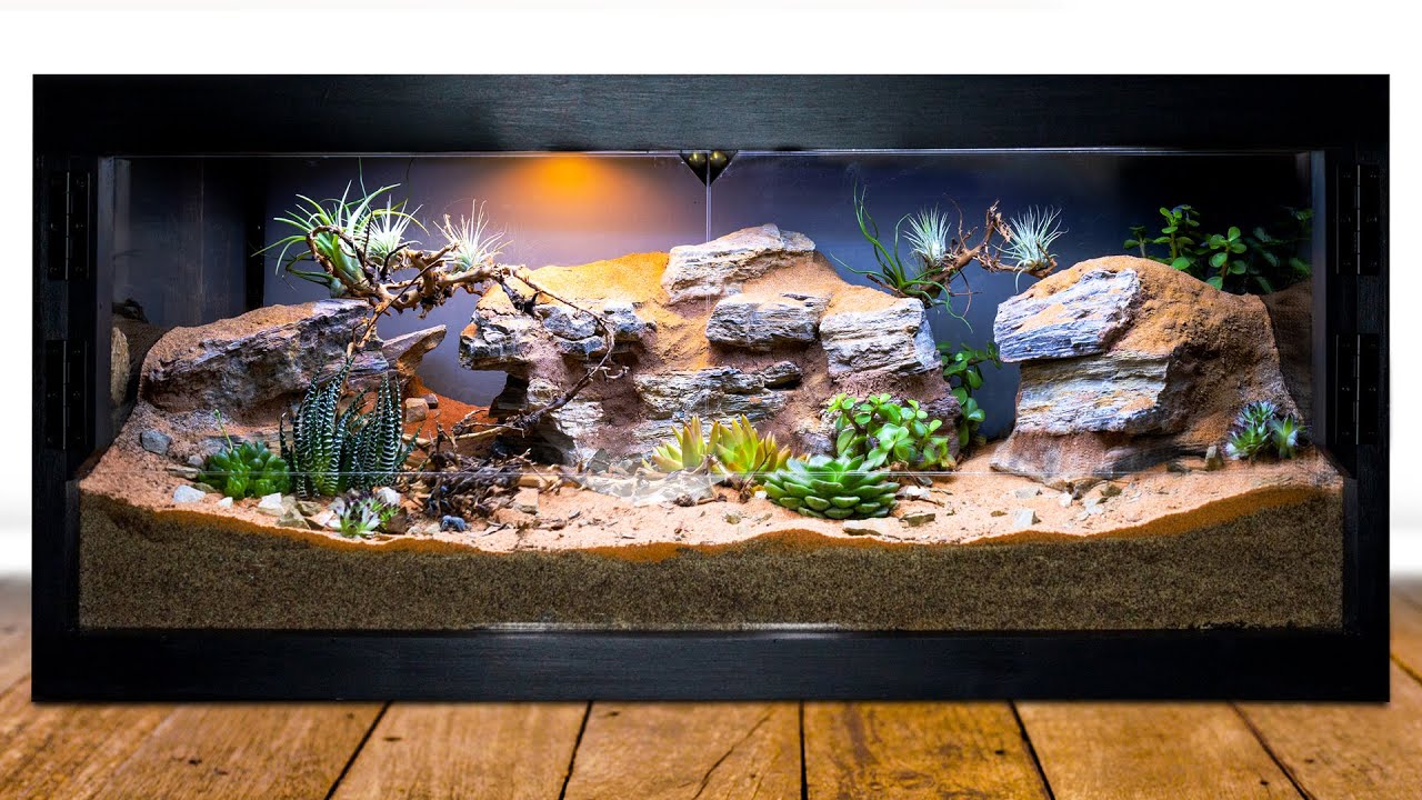 DIY Arid Desert Bioactive Vivarium for Blue Beetles