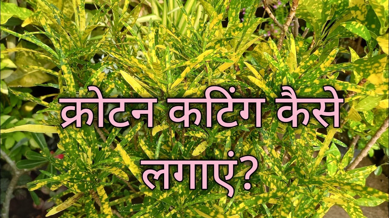 croton plant ki cutting kaise lagaye#croton #houseplants # learning
