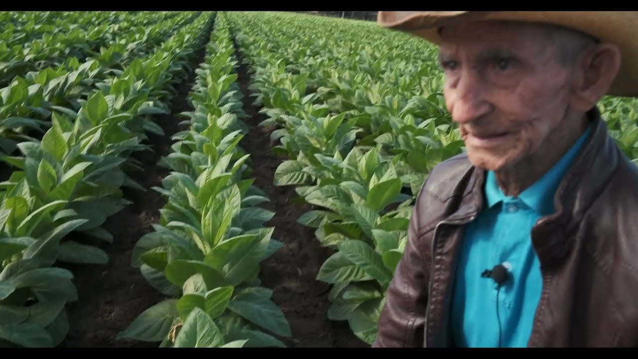 Cuban farmer Chandito Gomez, 85 years young, discusses why Aganorsa Corojo 99 flourished in Jalapa!