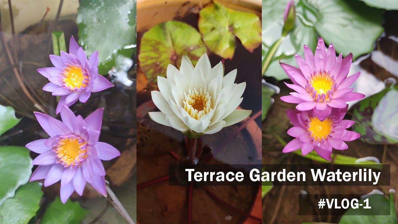 How to Grow Waterlily In Tub | My Aquatic Plant Care| घर पर उगाये Water Lily का पौधा