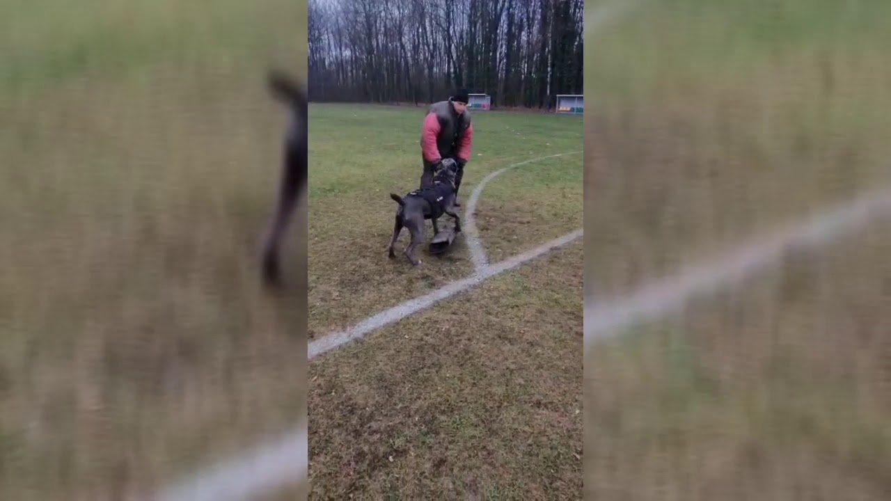 Cane corso Roy trening obrona przewodnika Wrocław