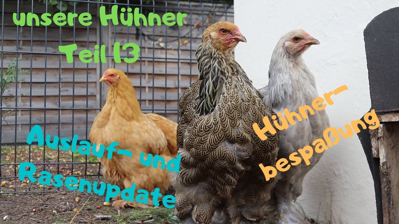 unsere Hühner Teil 13 - Auslauf- und Rasenupdate, Hühnerbespaßung und Hühnerbilder