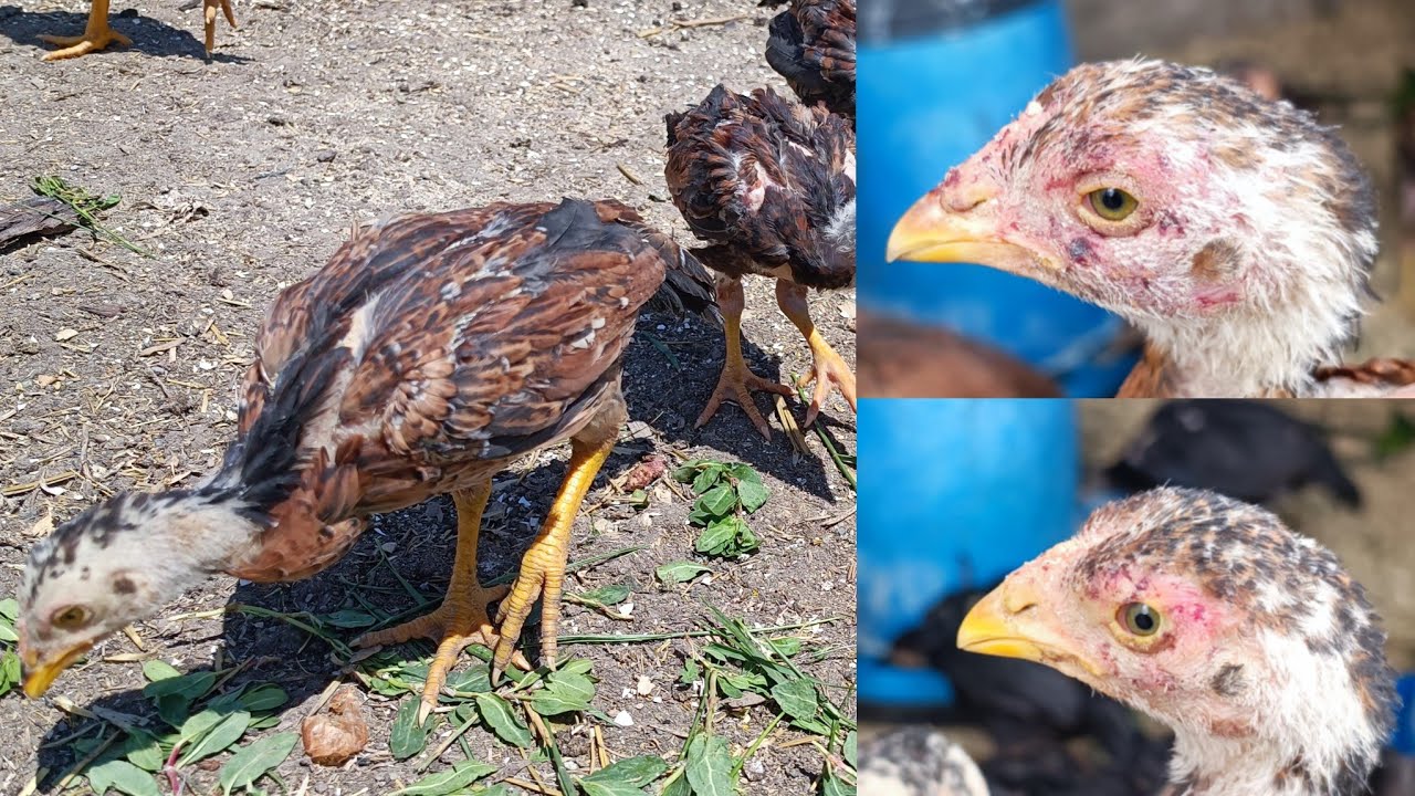 Hint civcivleri neden dövüşür? / Alınacak önlemler nelerdir?