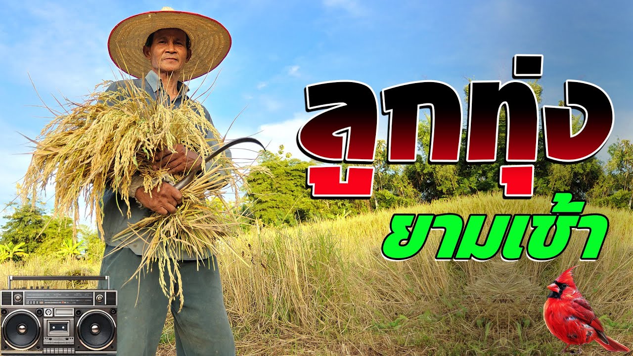 รวมเพลงลูกทุ่งเก่าเพราะๆอมตะตลอดกาล ไม่มีโฆษณา