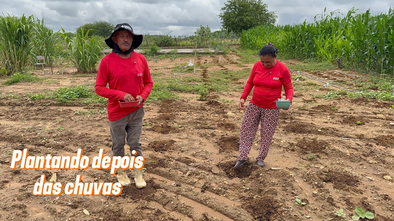 Plantando depois das chuvas 