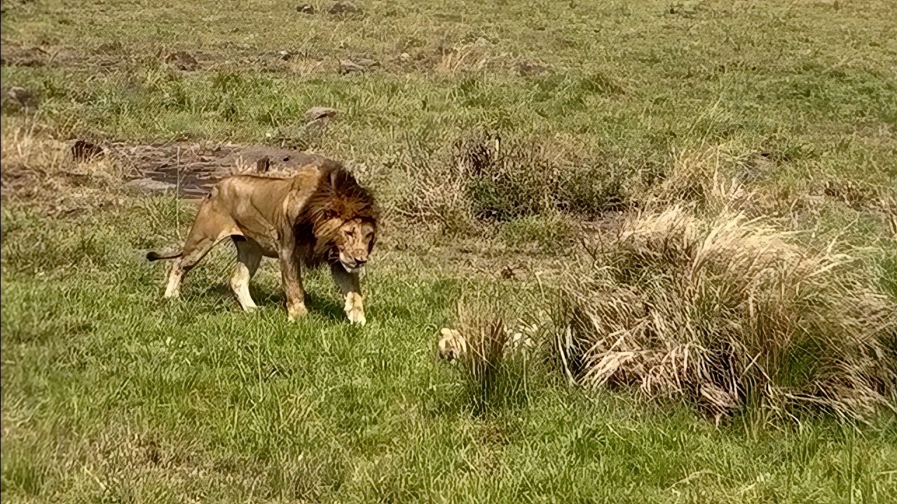 Sleeping Lioness has No Idea a Male Lion Is Stalking Her