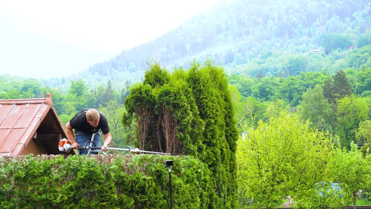 You WON&rsquo;T BELIEVE This Thuja Hedge Transformation! 😱 10 Years Without Trimming! ✂️🌲