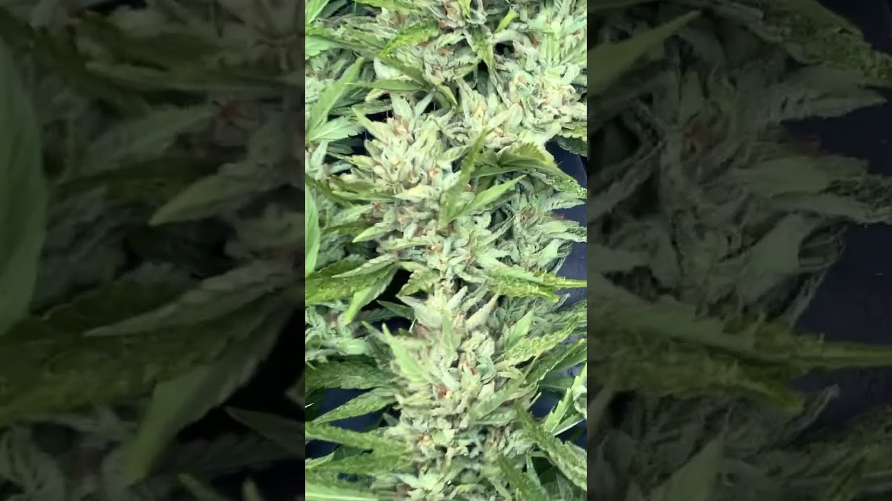 Sour cherry glue #1