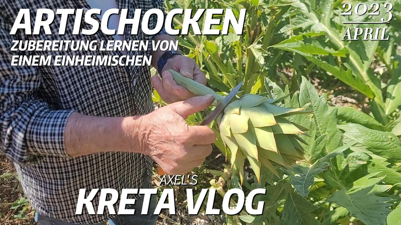 Artischocken ernten und zubereiten - KRETAerLEBEN Griechenland Auswanderer VLOG