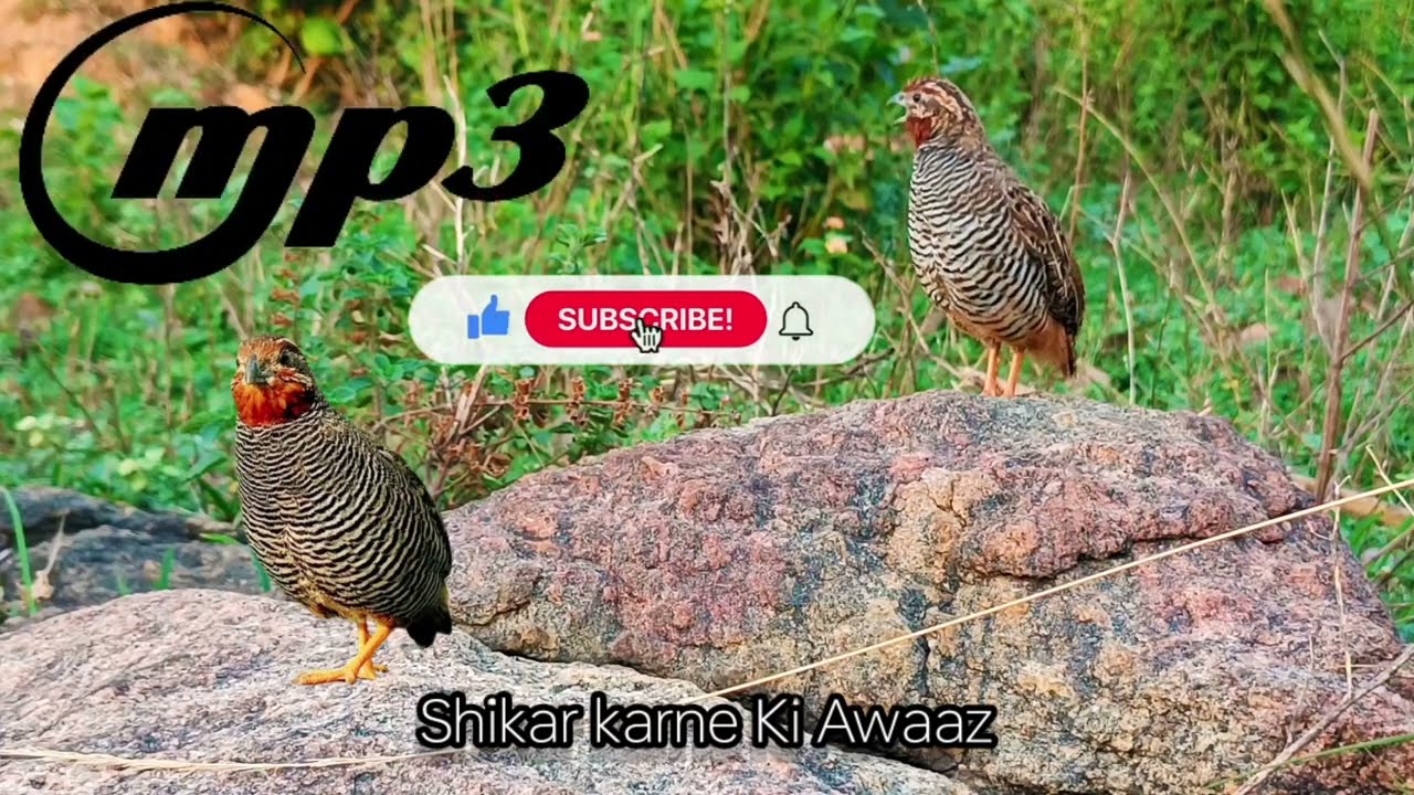 19min ki sikhar ki awaaz Bater ki awaaz bush Quail sound Coll for common gundri ka shikar rock bush