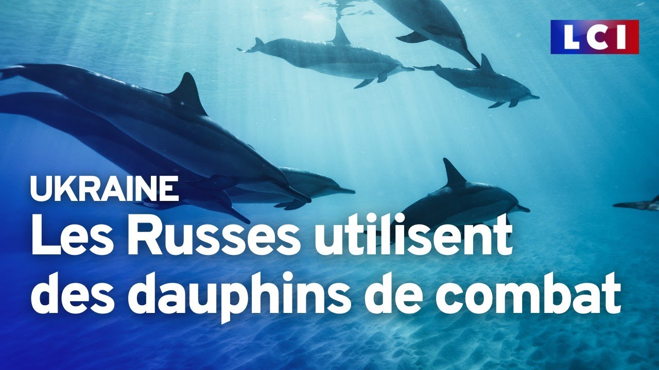 Dauphins militaires : l'étonnant atout des Russes
