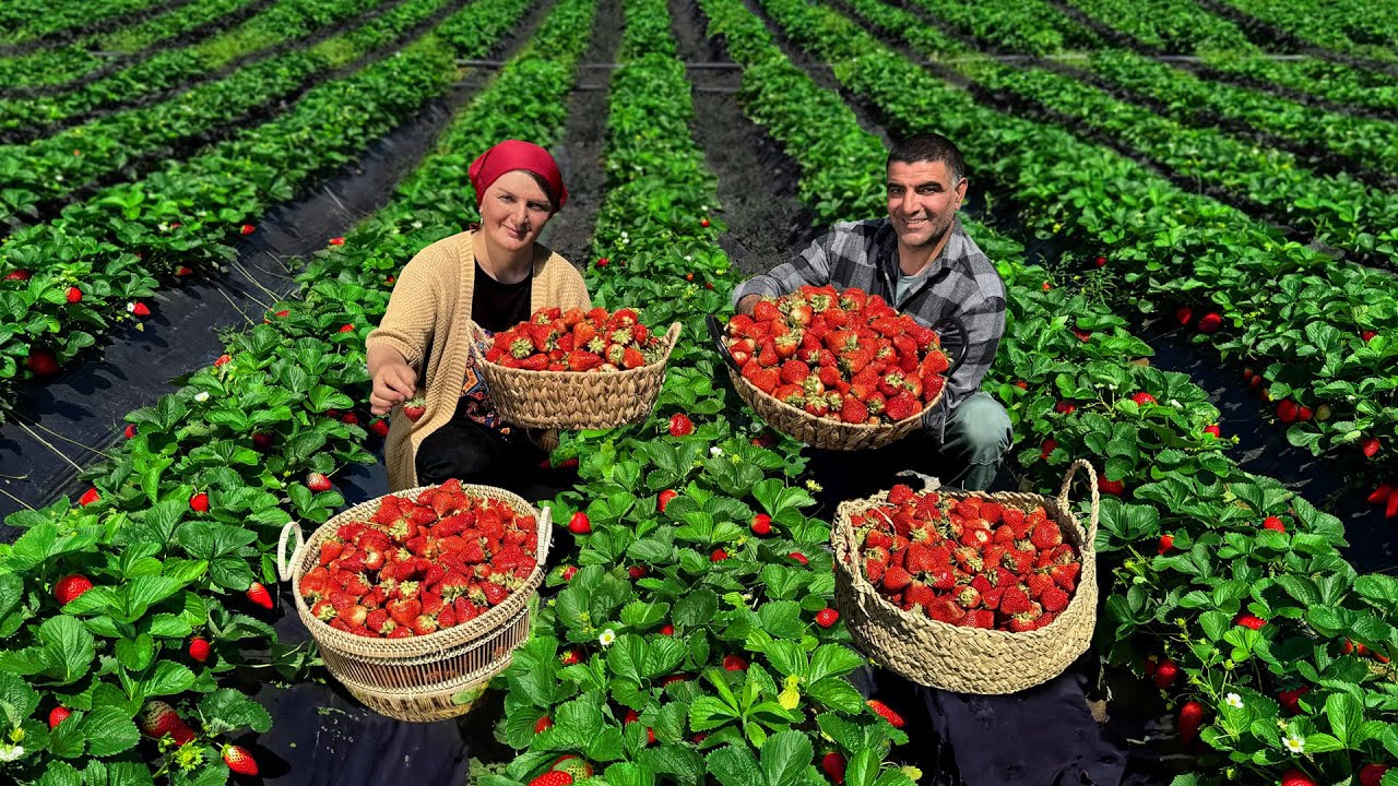 From The Field To The Jar! Making Homemade Strawberry Jam