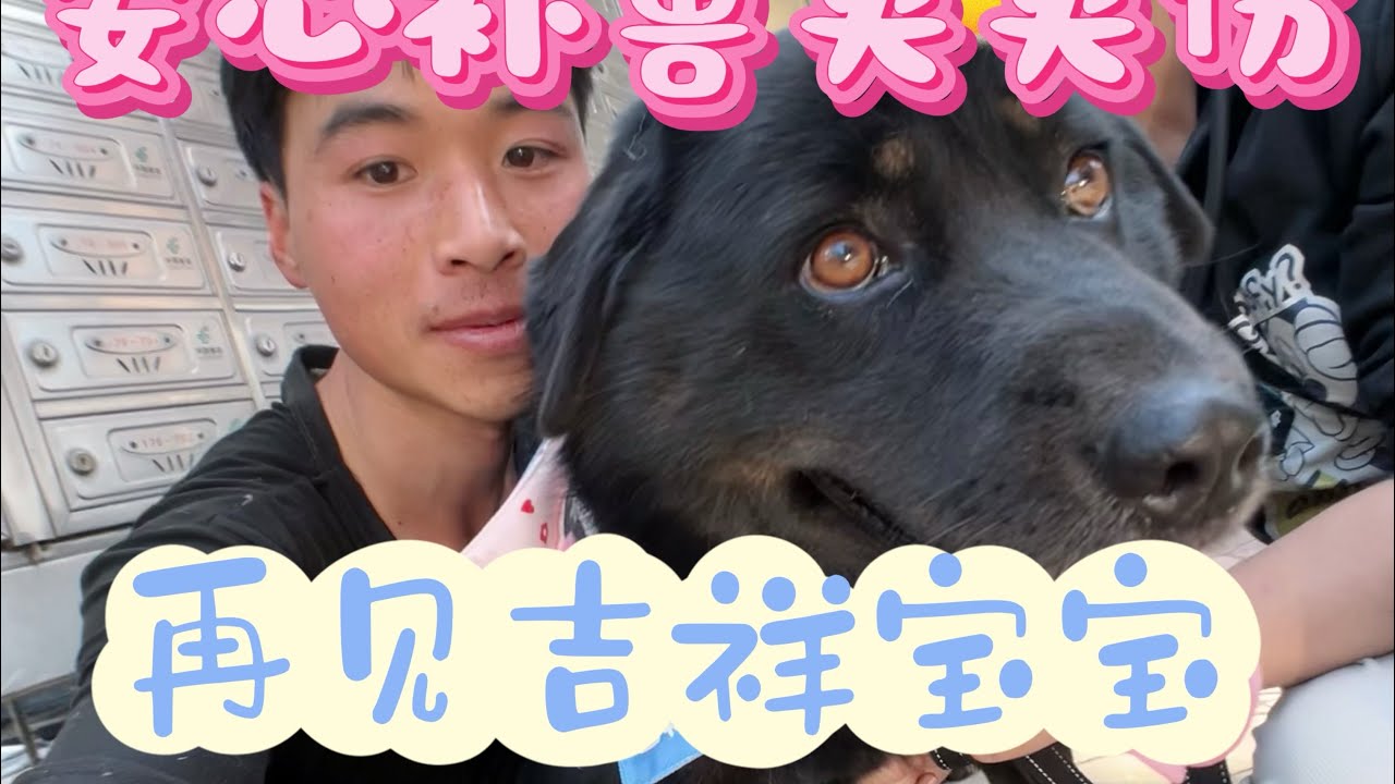 年初一安心被路中间捕兽夹伤腿，时隔近四年再次见到吉祥宝宝