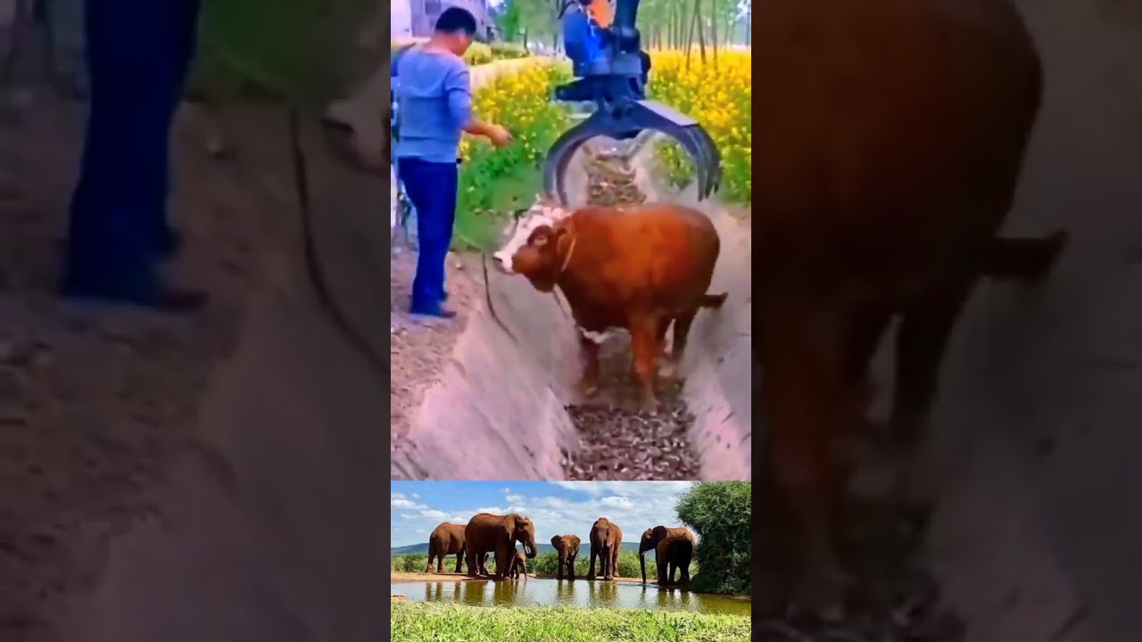 #rescueanimals Rescue an angry Bull #rescue #rescueanimal #rescuing #rescueanima