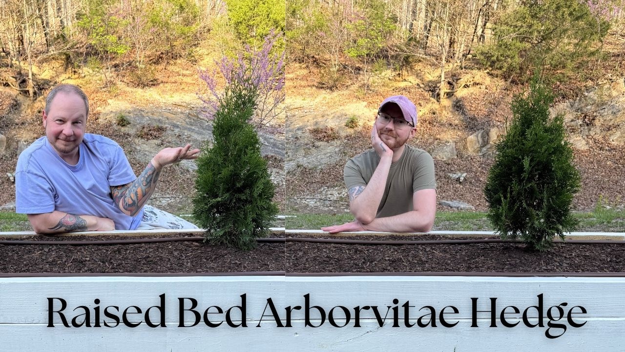 Building a Raised Bed | Arborvitae Hedge