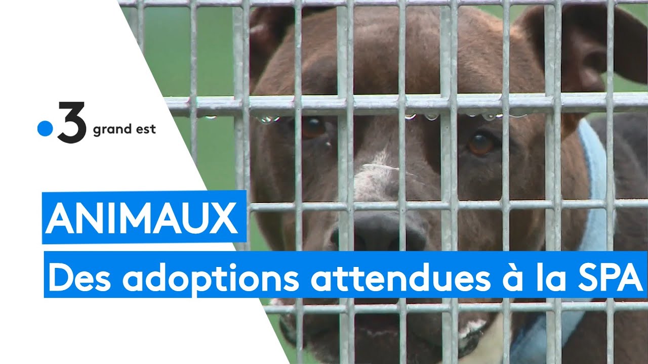 Animaux : des adoptions attendues à la SPA de Strasbourg