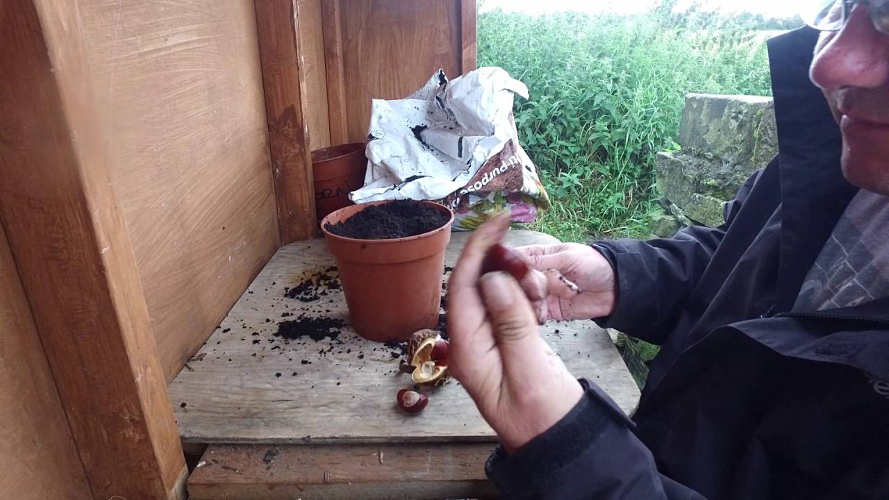 Planting the Future How to grow your Horse Chestnut trees 