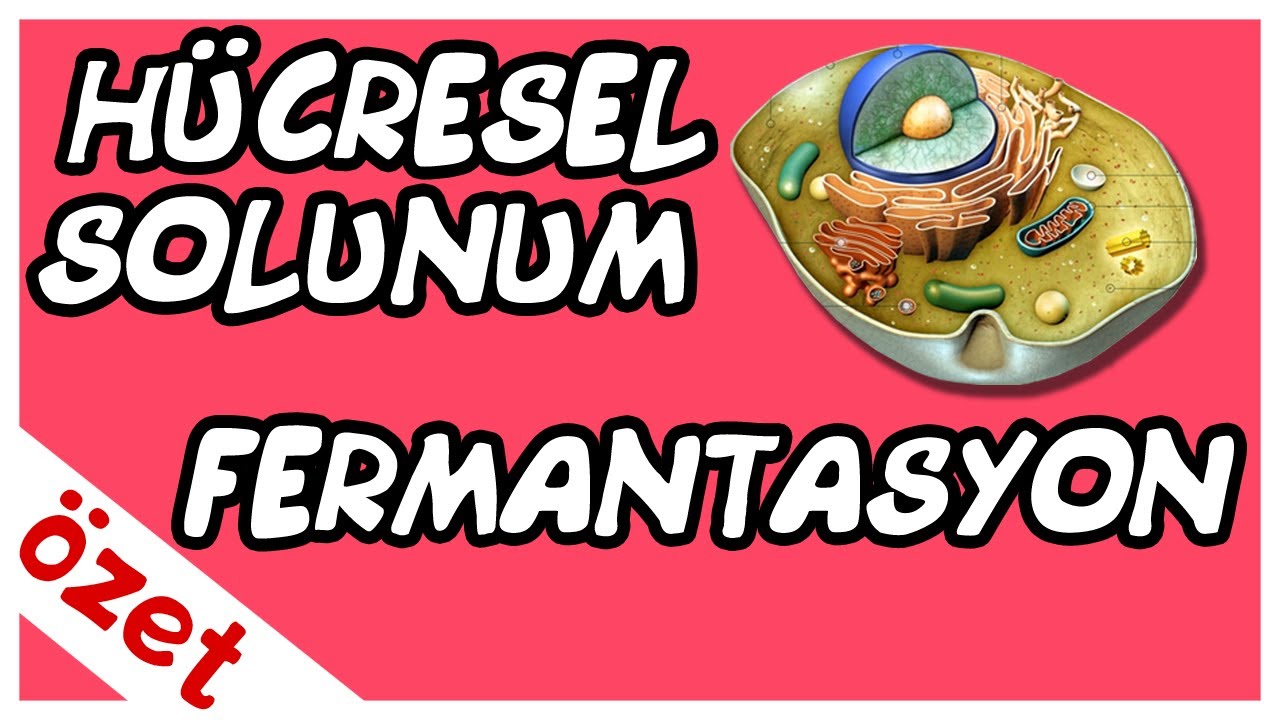 Oksijenli Solunum Oksijensiz Solunum ve Fermantasyon Özet / AYT Biyoloji