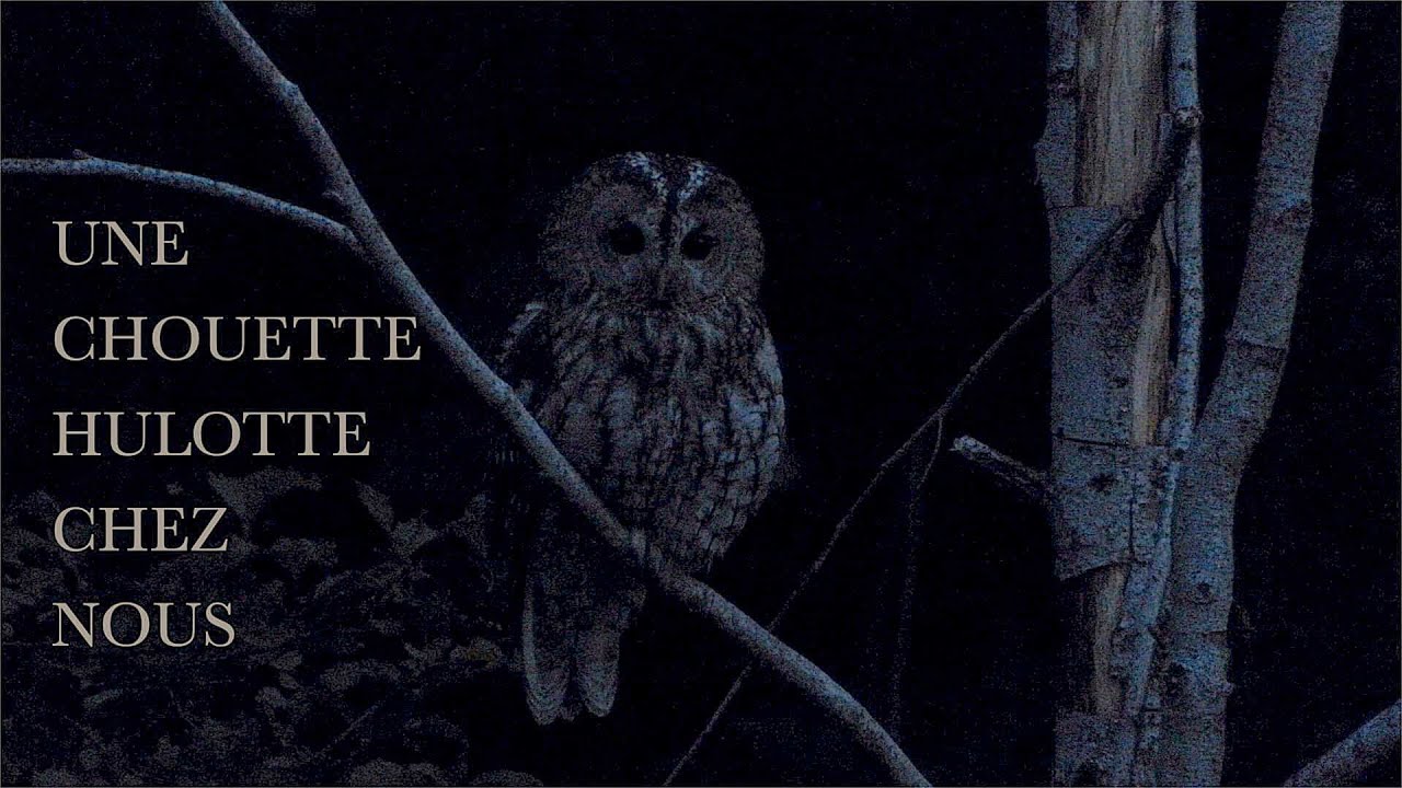 Une Chouette Hulotte chez nous
