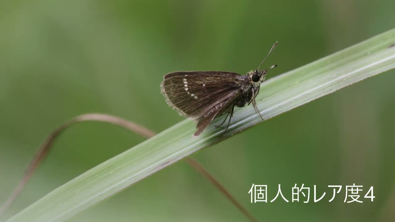 ホシチャバネセセリ