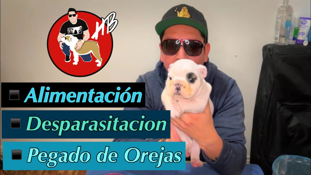 Desparasitando, Alimentando y Pegando Orejas, BULLDOG!!