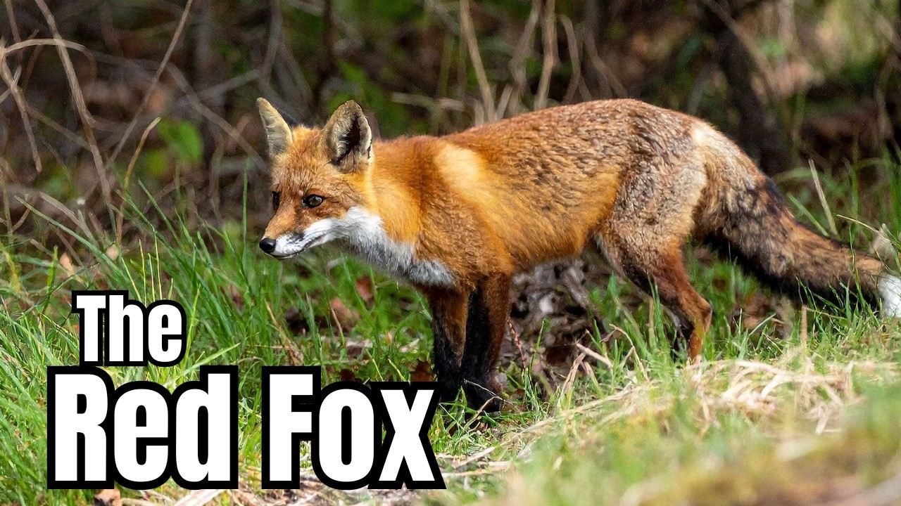 Most People Don't Know These RED FOX FACTS