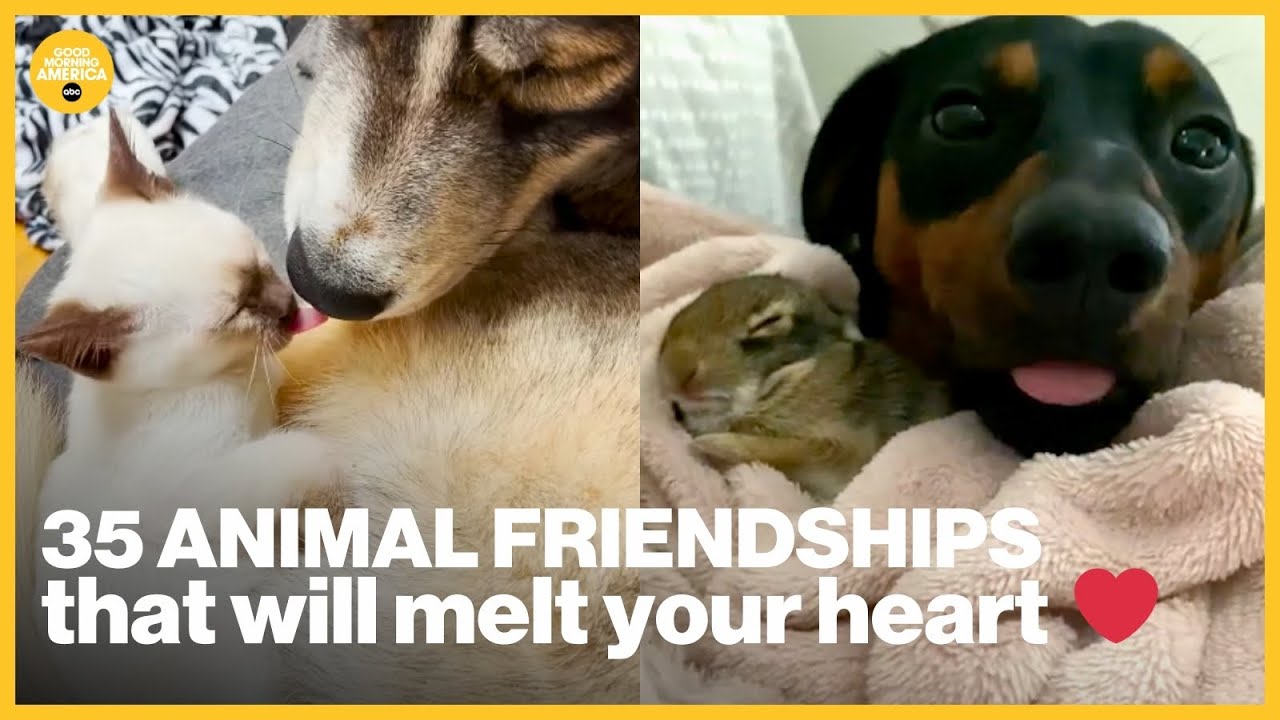 35 adorable animal friendships you have to see to believe | GMA