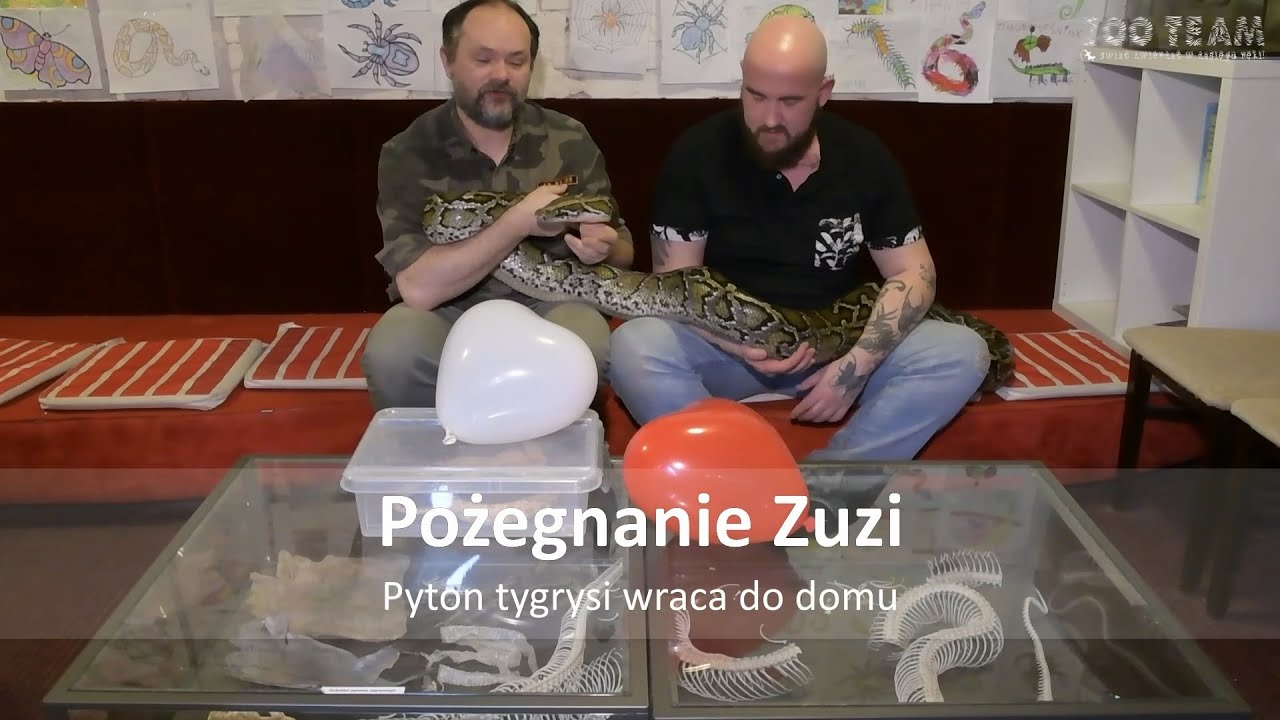 Pożegnanie Zuzi - pytona tygrysiego